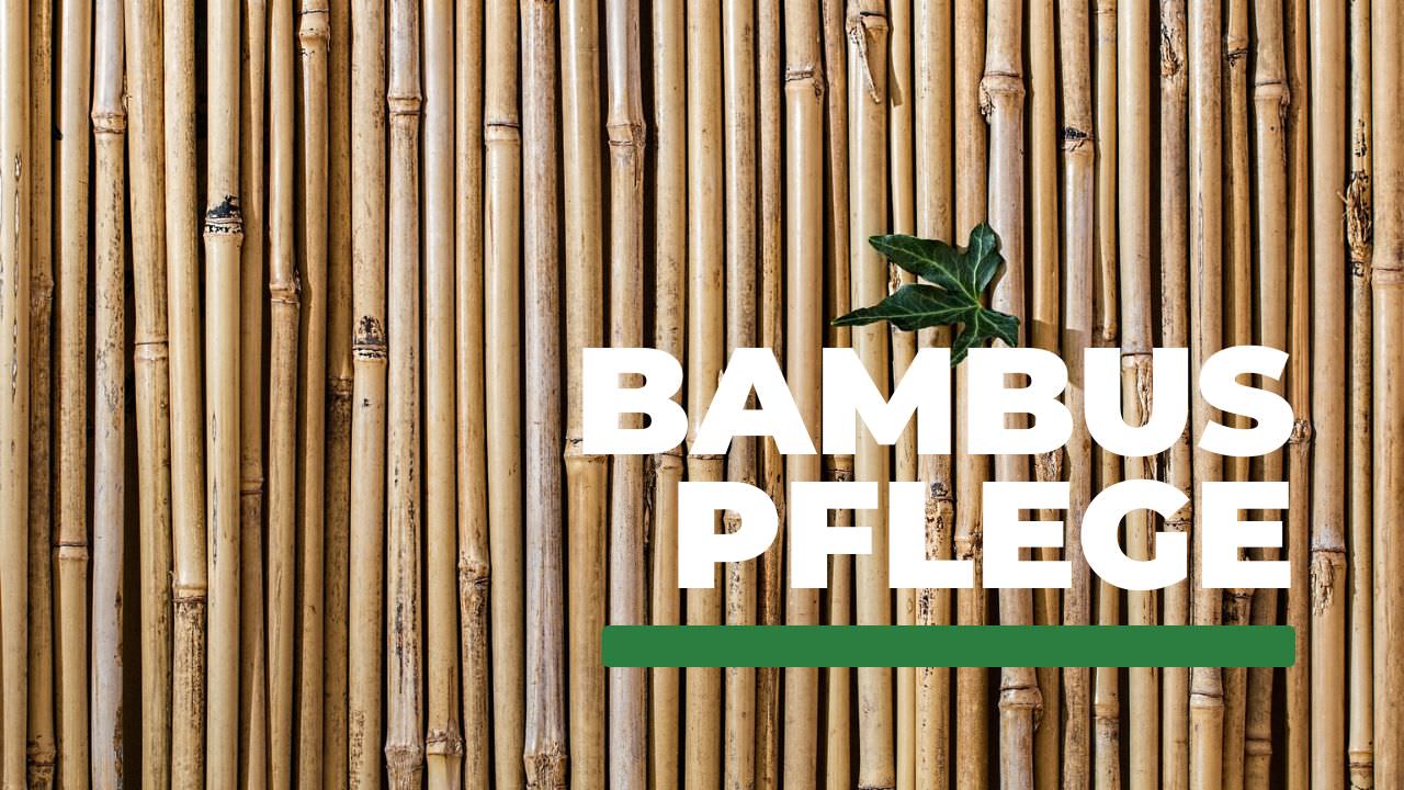 Bambus-Sichtschutzstäbe dicht aneinandergereiht