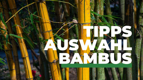 Bambusstäbe mit grünen Blättern