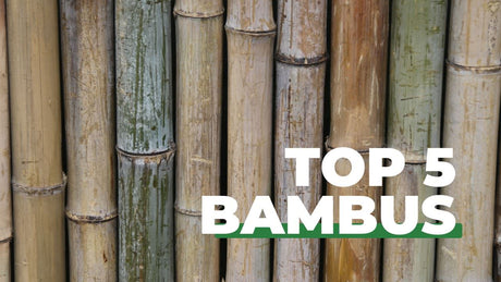 Bambus Sichtschutz Top 5 im Jahr 2023